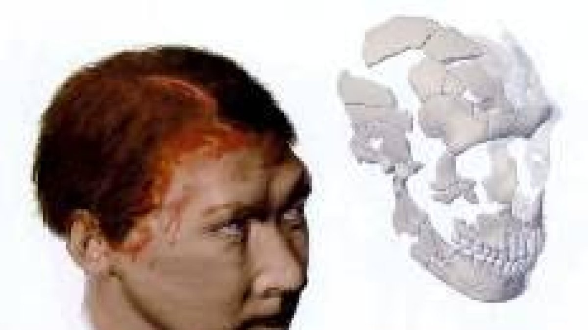Imagen de la reconstrucción craneal de un hombre de neandertal
