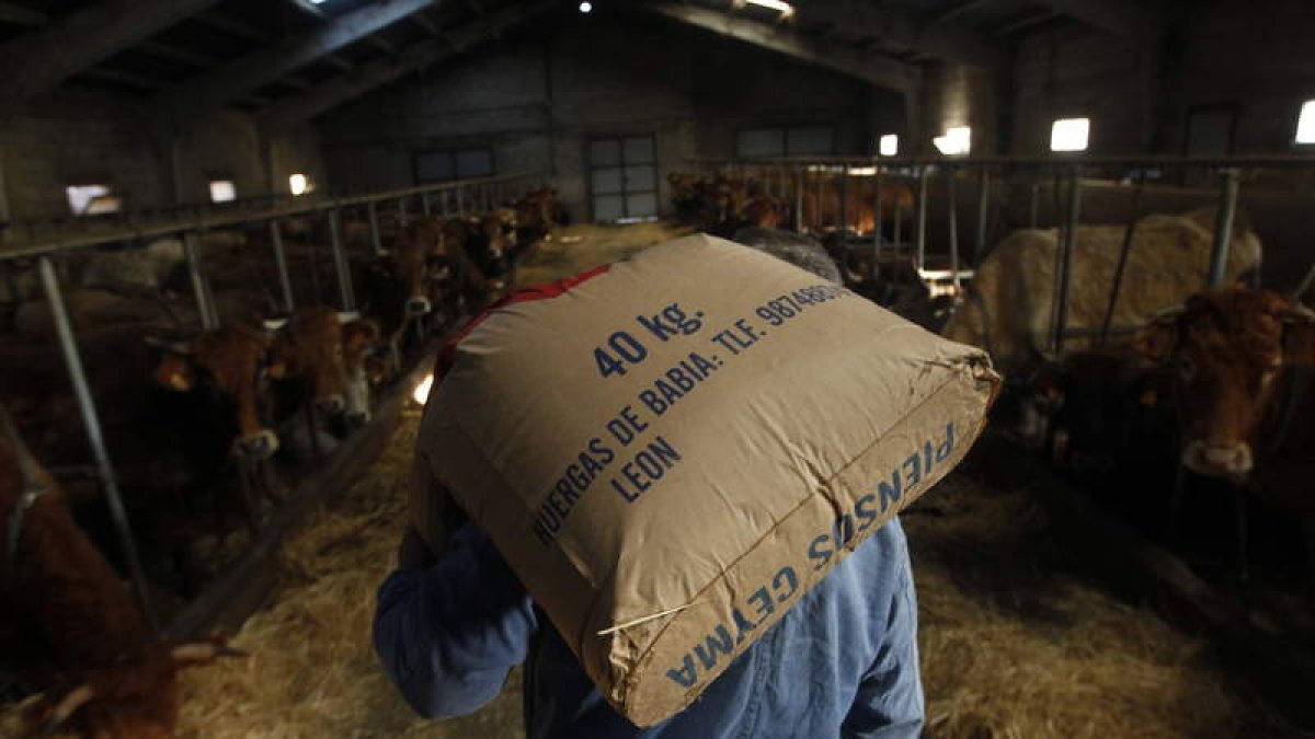 Un ganadero de la provincia se dispone a echar pienso para sus vacas. JESÚS F. SALVADORES