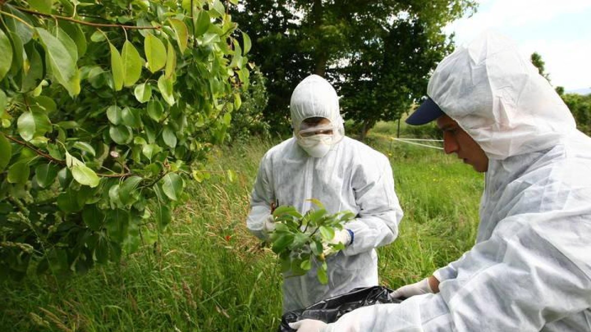 Técnicos de la Junta revisan árboles frutales en El Bierzo