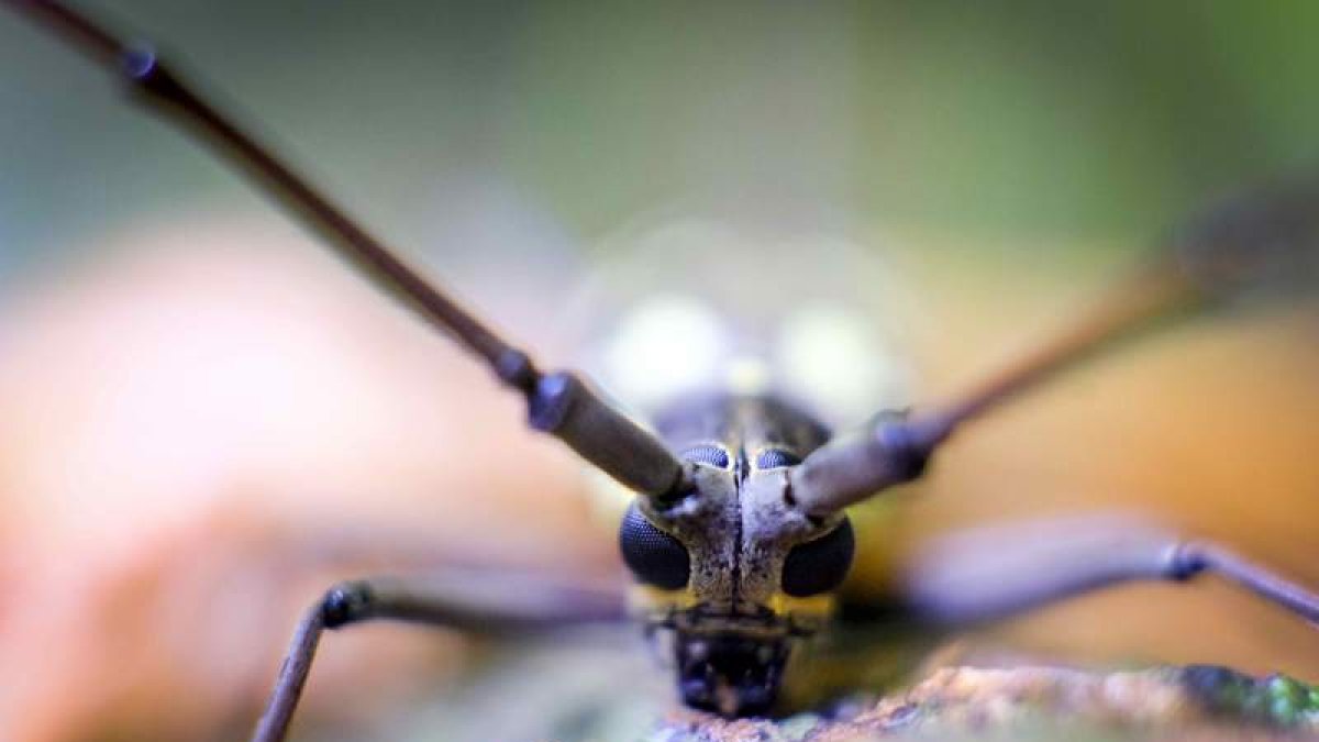 Un escarabajo en San José de Costa Rica este mes de septiembre. JEFFREY ARGUEDAS