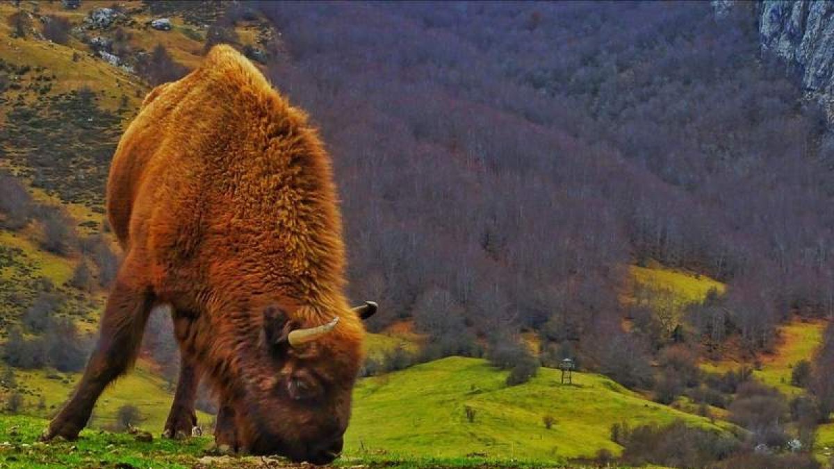 Uno de los bisontes que se encuentra en la reserva de Anciles en el municipio de Riaño. PELAYO GARCíA