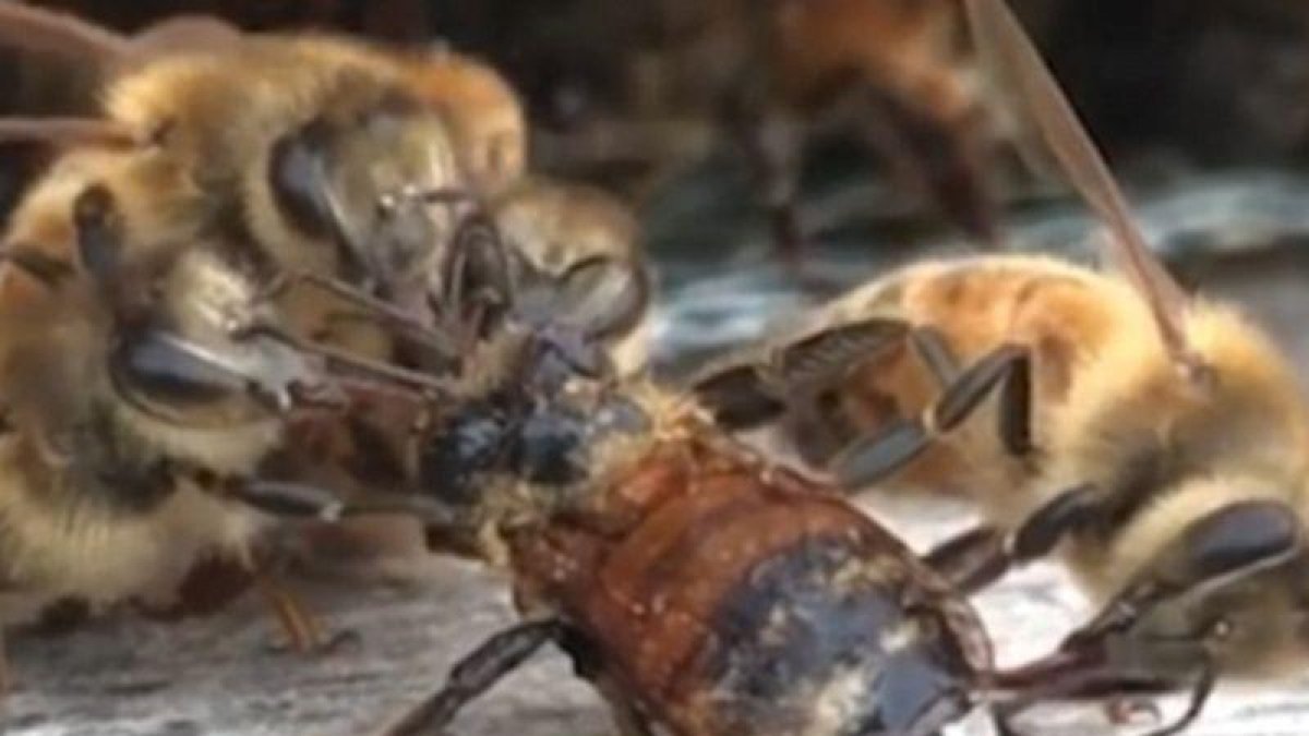 Unas abejas limpian las alas de una compañera que cayó a un depósito de miel.