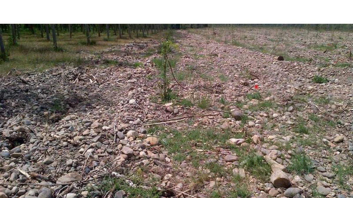 Parte de la plantación destrozada en uno de los ataques sufridos en la chopera de Gradefes