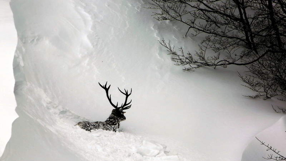Un ciervo intenta atravesar la nieve en Soto de Valdeón, en una imagen tomada esta semana