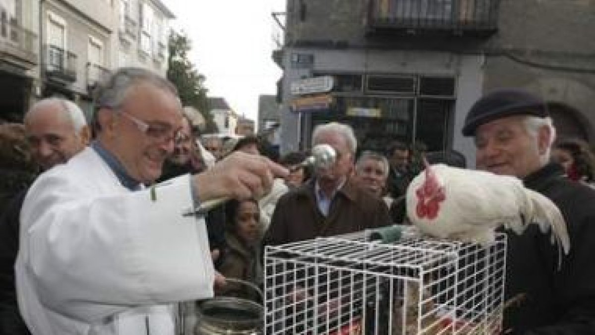 Una familia de gallinas al completo recibió la bendición del párroco de Cacabelos, Jesús Álvarez