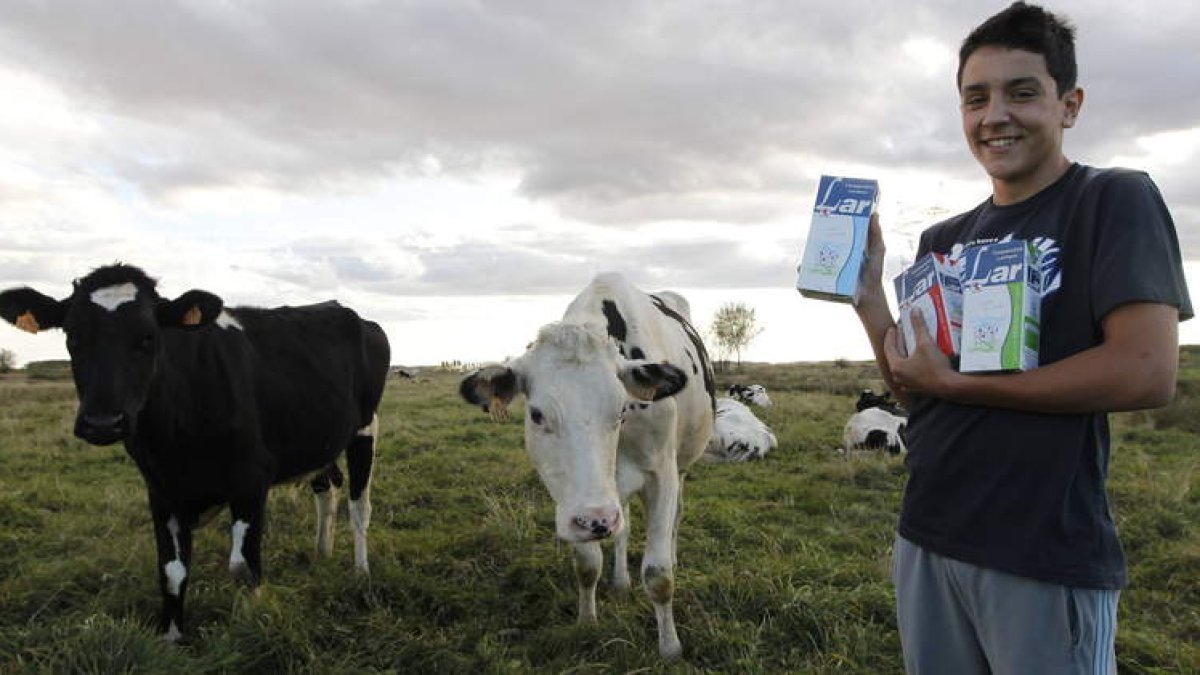 El hijo de un productor de la leche leonesa LAR posa con unos tretrabrick junto a su ganado.