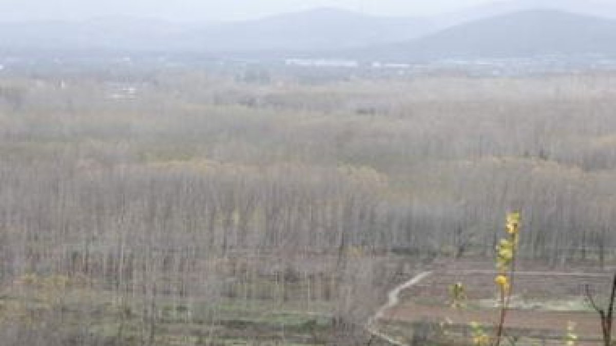 Una plantación de chopos, ayer, vista desde el mirador de Santalla, cerca de Ponferrada.