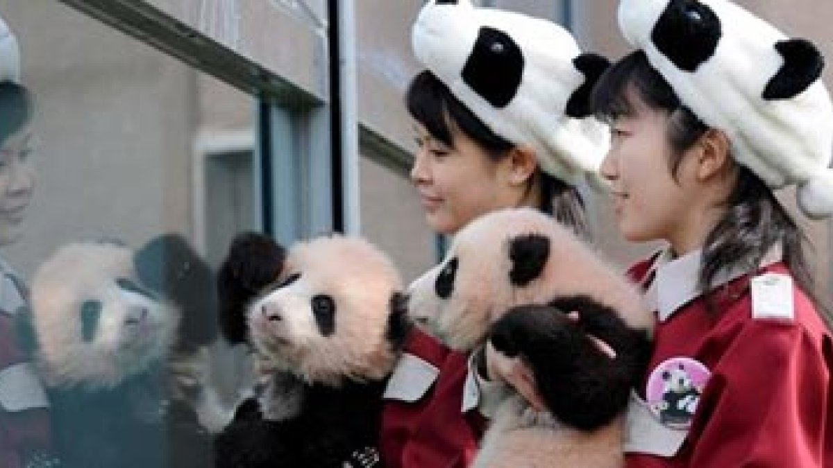 Imagen de dos osos panda.