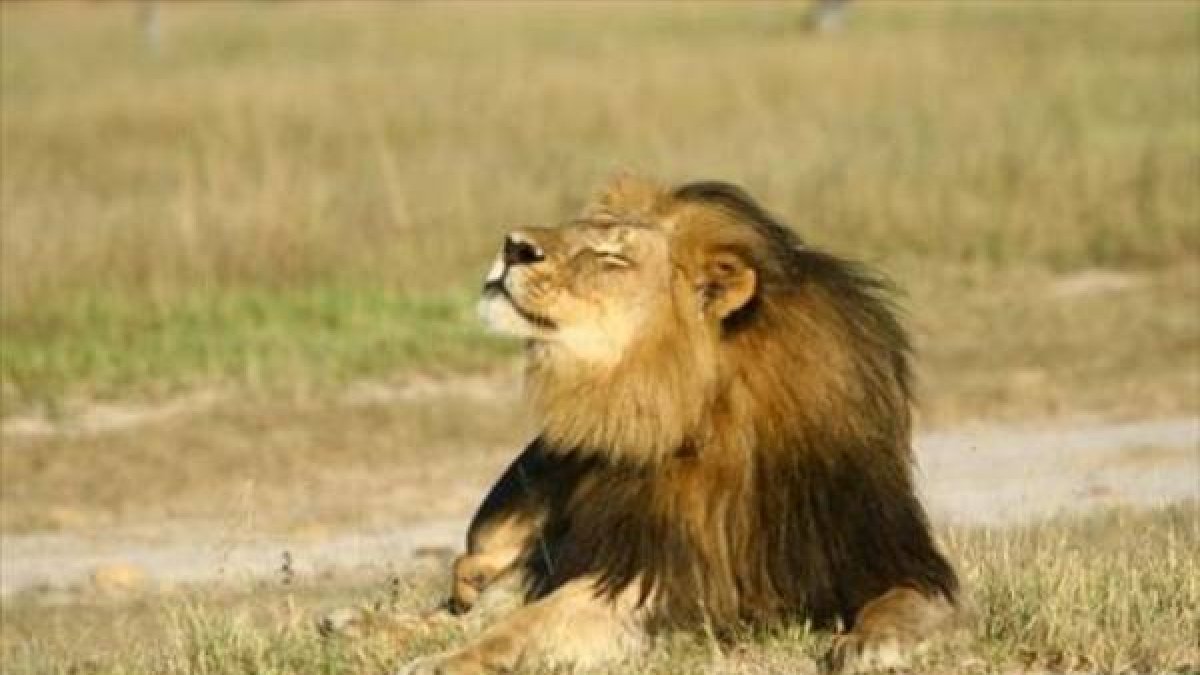 El león Cecil en una foto de archivo en el parque nacional de Hwange (Zimbabue).