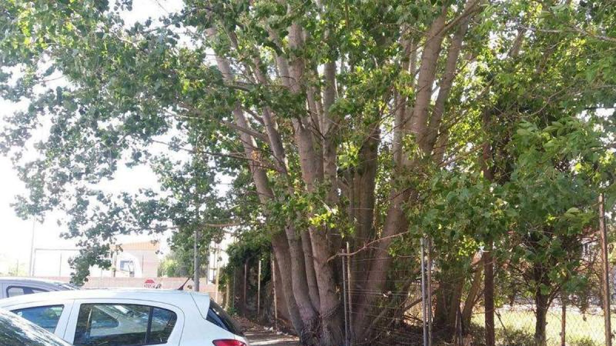 El PSOE denuncia el estado de abandono de los árboles y el peligro que representan. DL