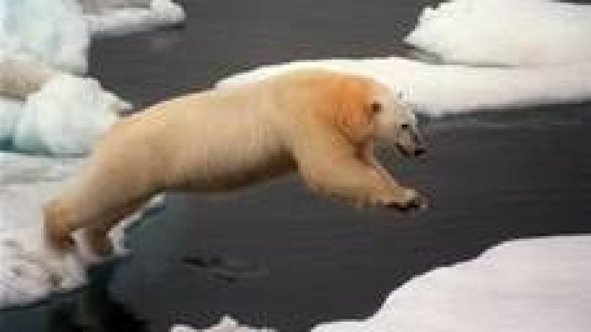 Un oso polar salta de un témpano de hielo a otro