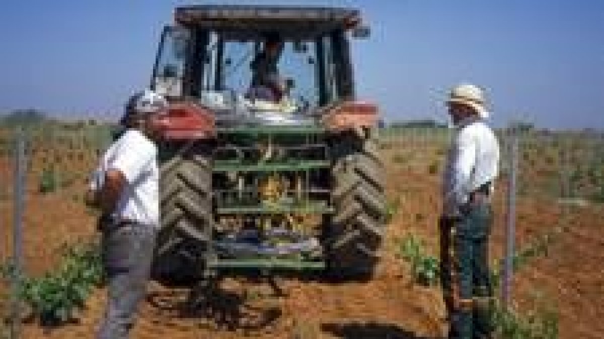 La cooperativa Viñas de Valdevimbre replantó en enero 130 hectáreas de prieto picudo y tempranillo