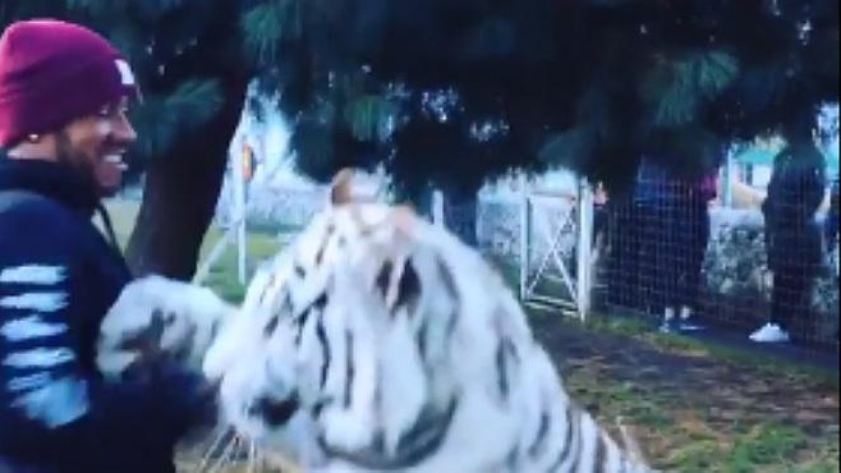 Lewis Hamilton juega con un gran tigre blanco en una fundación que rescata animales en México.