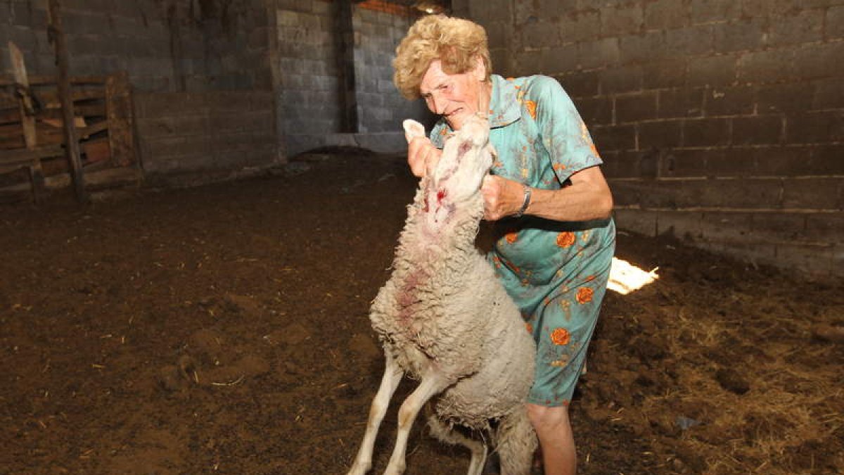 Amalia, madre del ganadero de Riego, muestra la detellada del lobo en el cuello de una oveja.