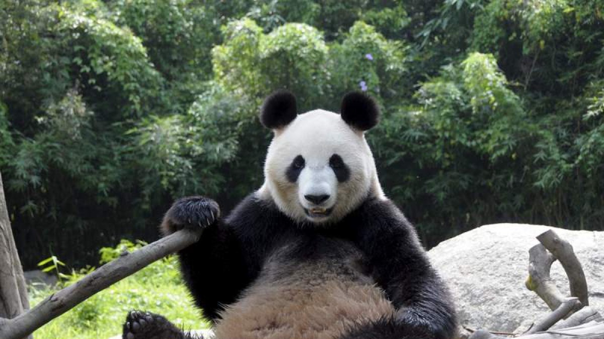 China tiene 1.864 pandas gigantes. EFE