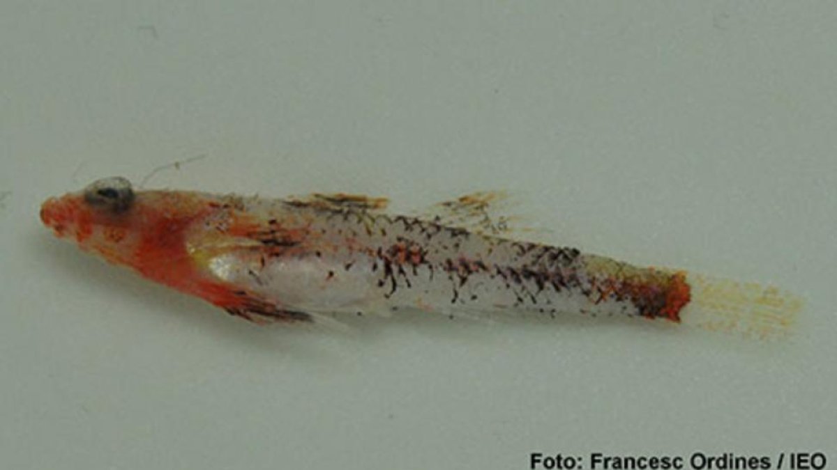 El 'Speleogobius llorisi', la nueva especie de pez encontrada en Baleares.