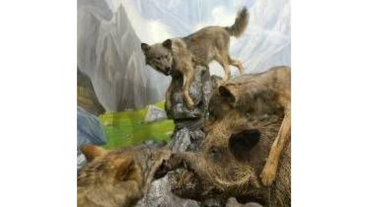 Recreación del ataque de tres lobos a un jabalí expuesta en el museo de la Fauna Salvaje