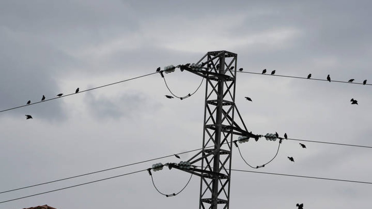 Estorninos sobre una torreta de luz en un cielo cada vez que anuncia lluvia. PACO PAREDES