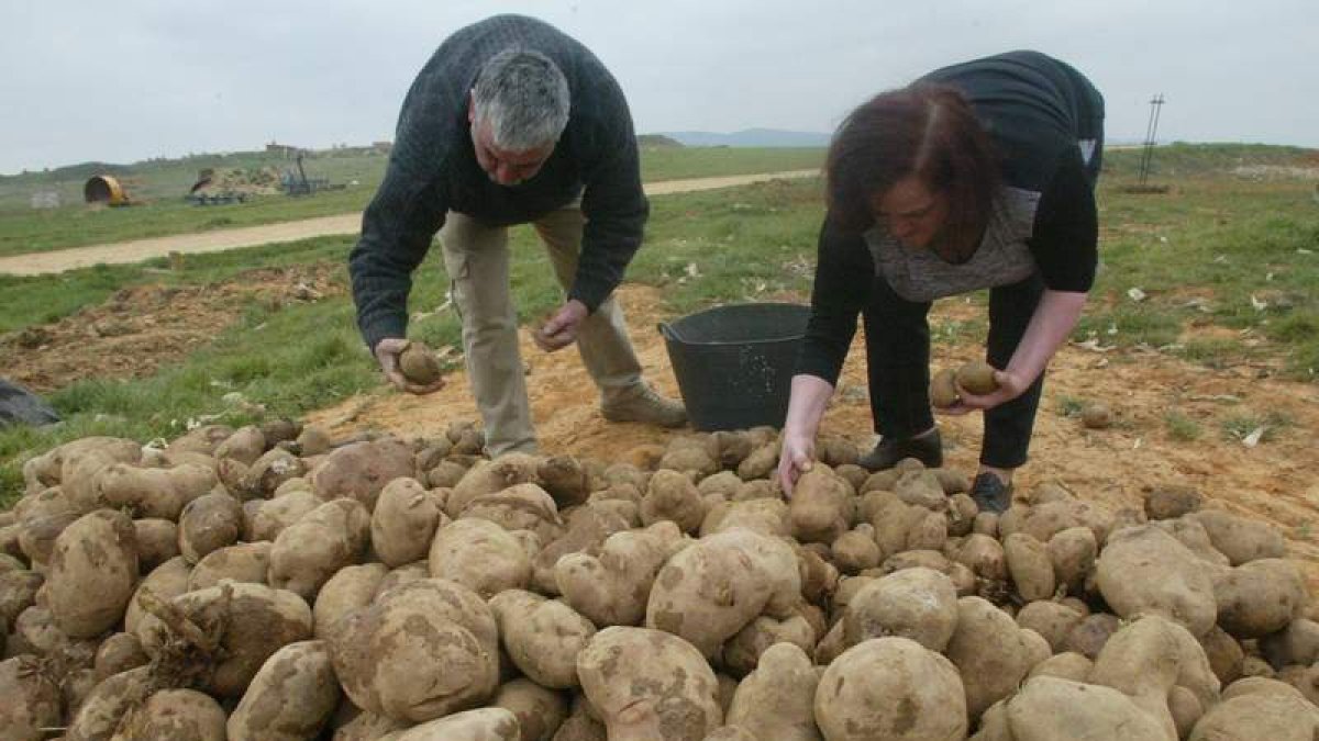 La patata se ha convertido en el cultivo más rentable en esta campaña. DL