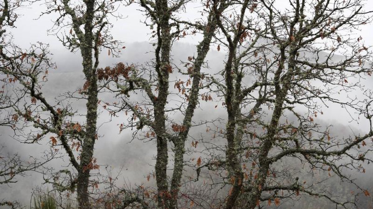 Uno de los bosques de la provincia.