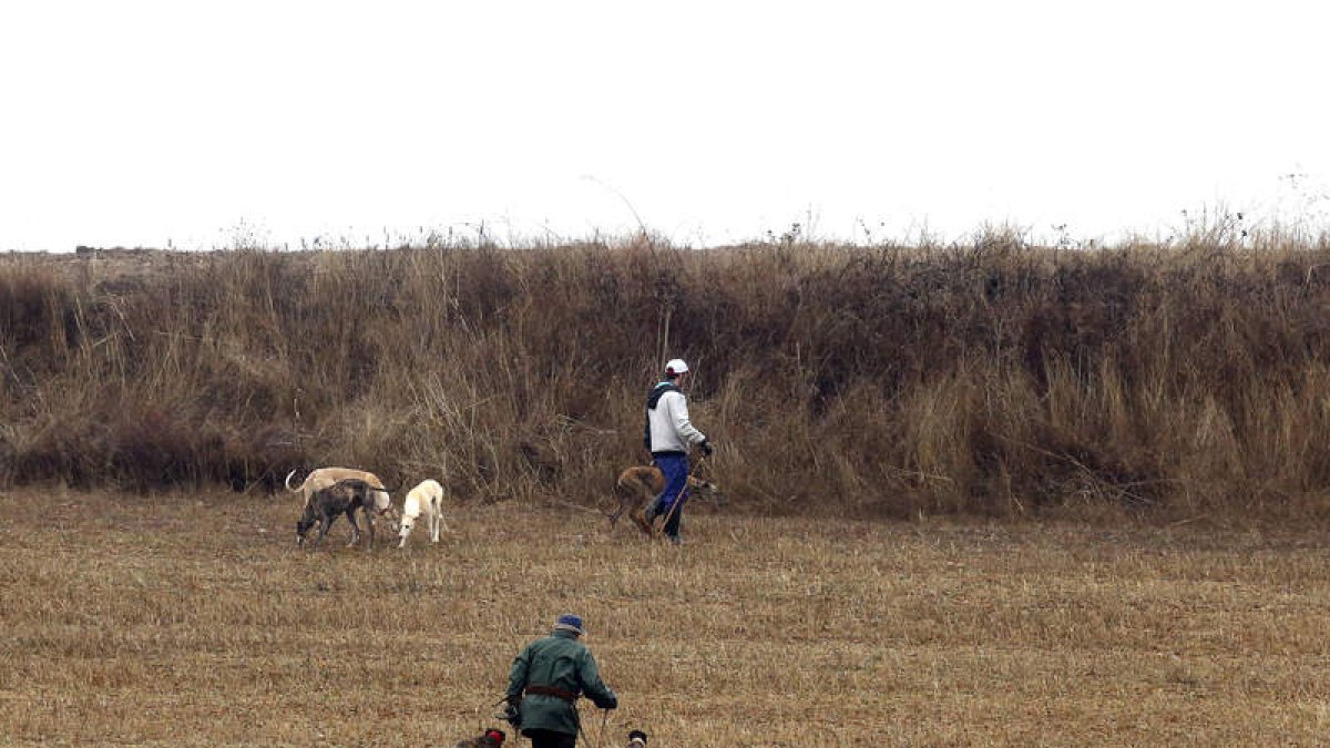Jornada de caza de liebre con galgos en León, en una imagen de archivo. MARCIANO PÉREZ