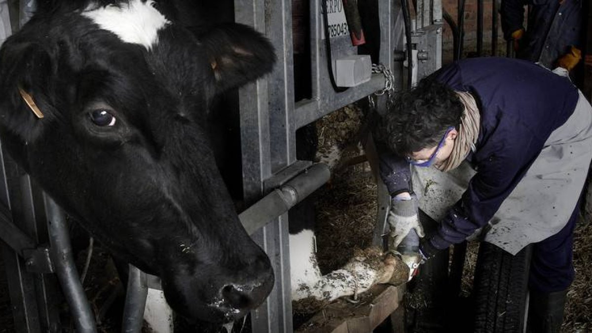 Icíar Fernández recorta la pezuña a una vaca durante una jornada de trabajo en una granja leonesa.