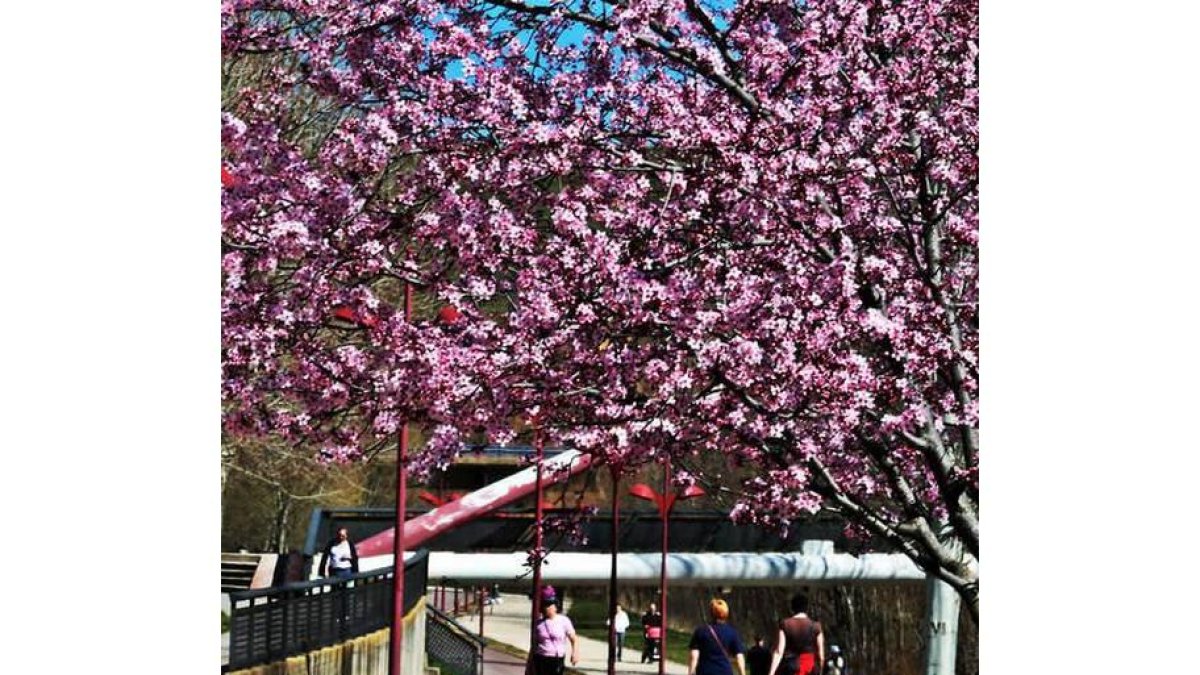 La primavera se ha adelantado en el entorno urbano del Torío.