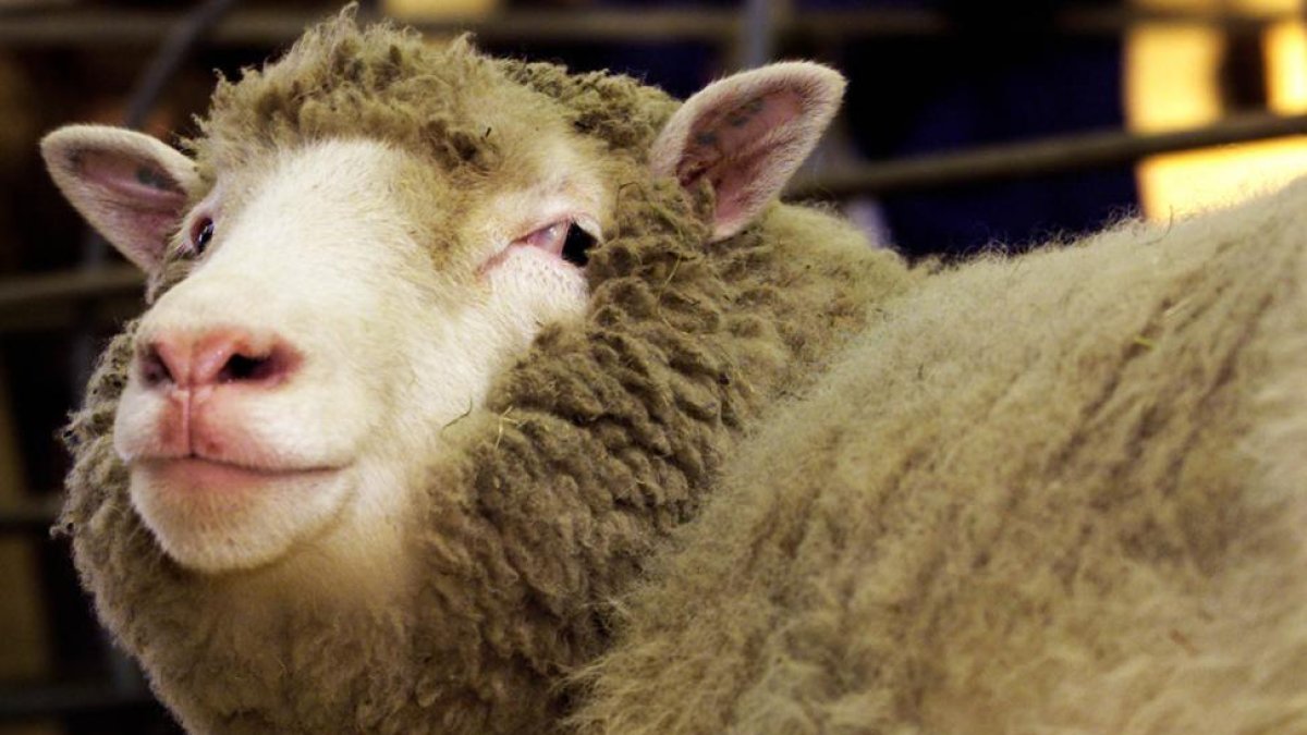 Dolly, quizá la oveja más famosa del mundo.