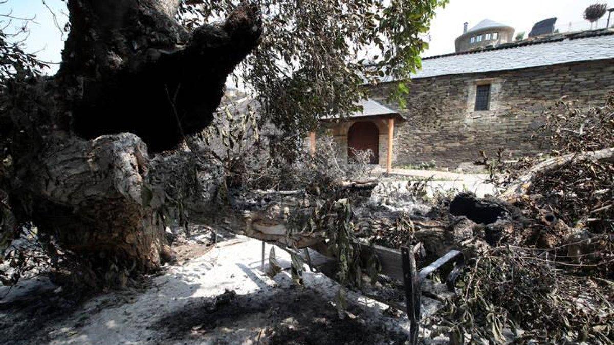 El árbol de la plaza de Forna, que ardió en el incendio y ha dejado a sus vecinos huérfanos de su paisaje diario.