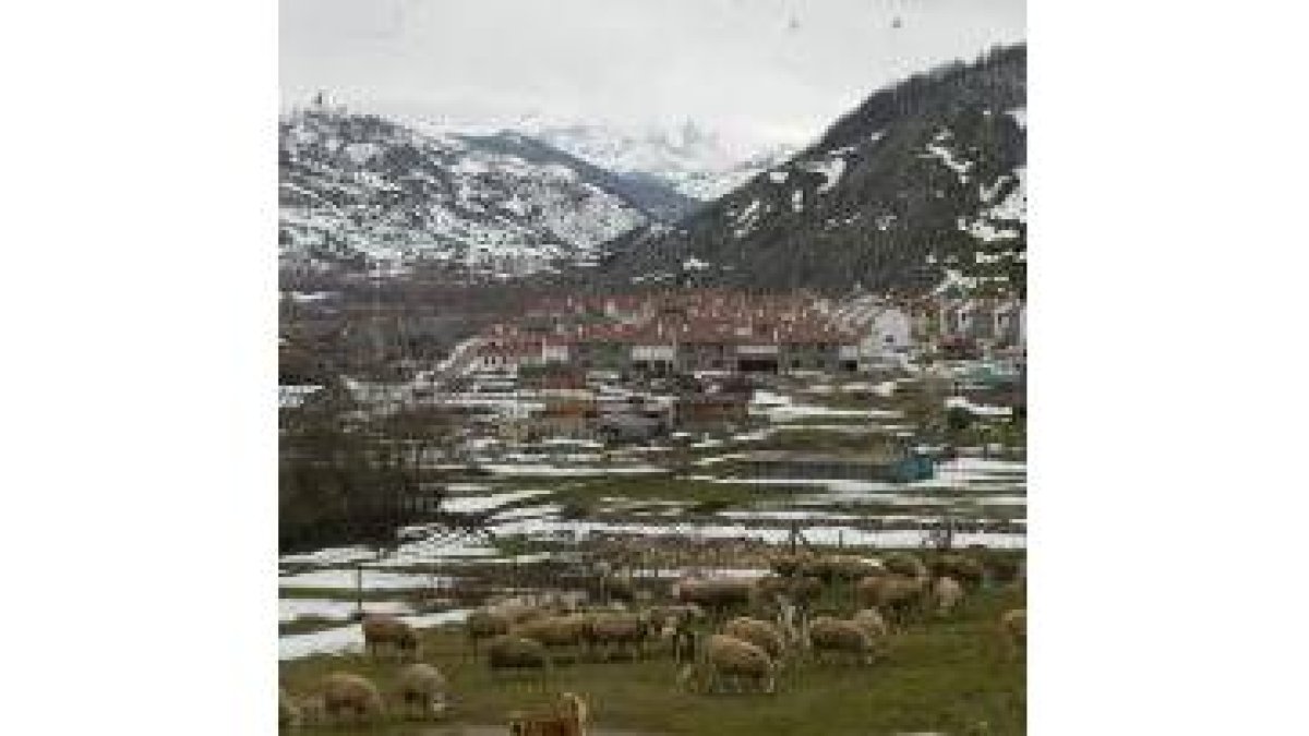 Un rebaño pasta en las cercanías de un pueblo de la montaña