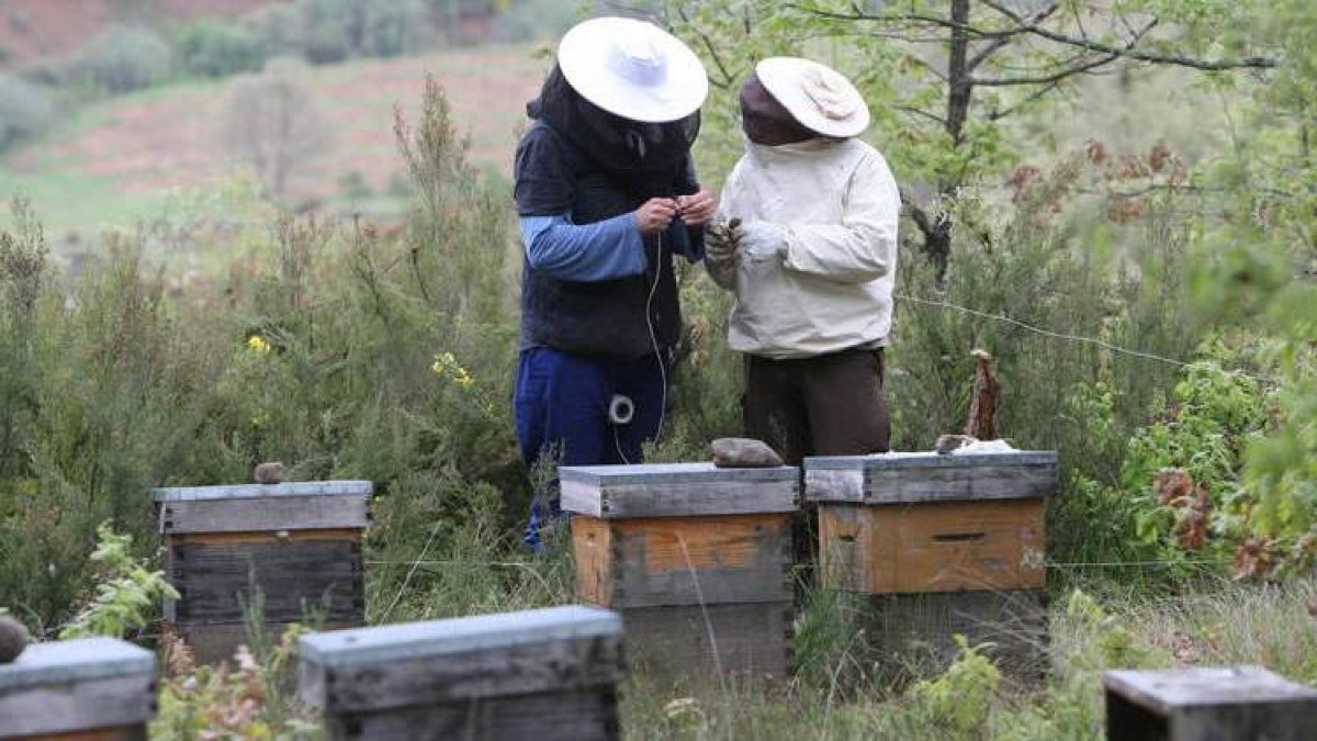 Dos apicultores, en una imagen de archivo, trabajan en un colmenar de Almanza.