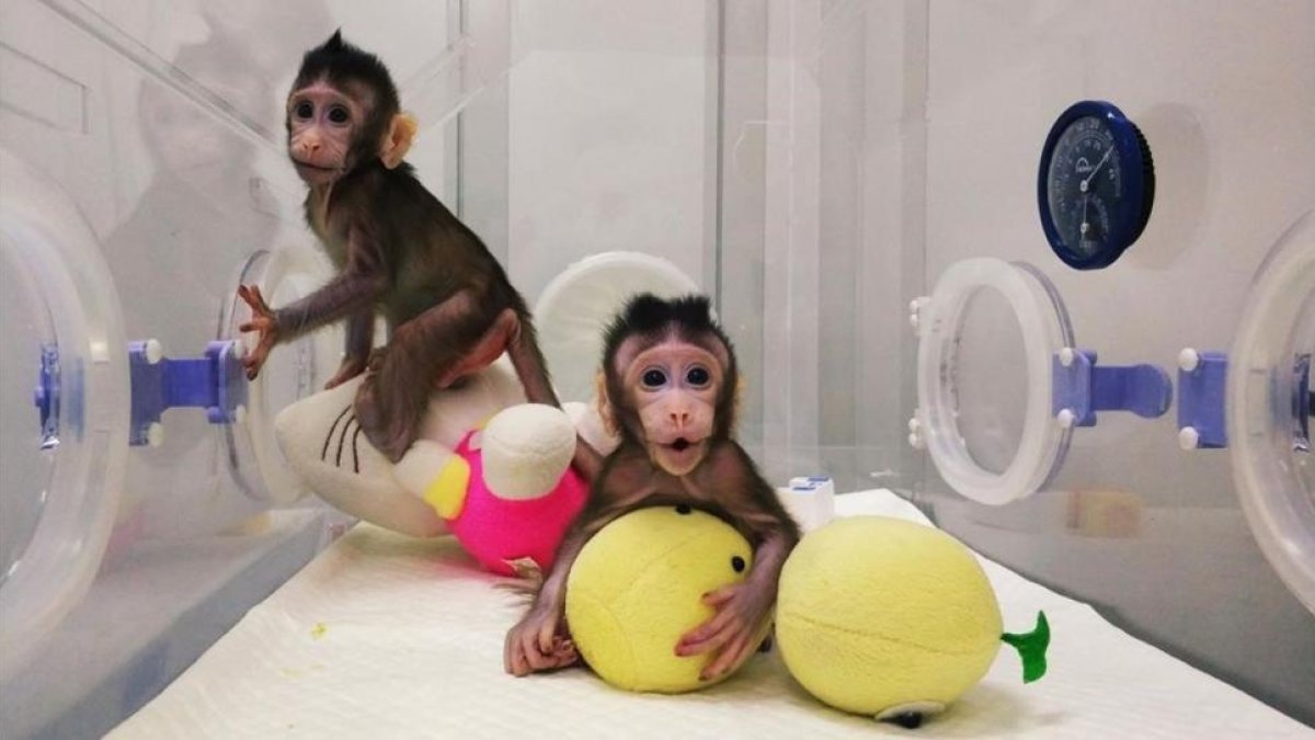 Los dos macacos recién nacidos en China.