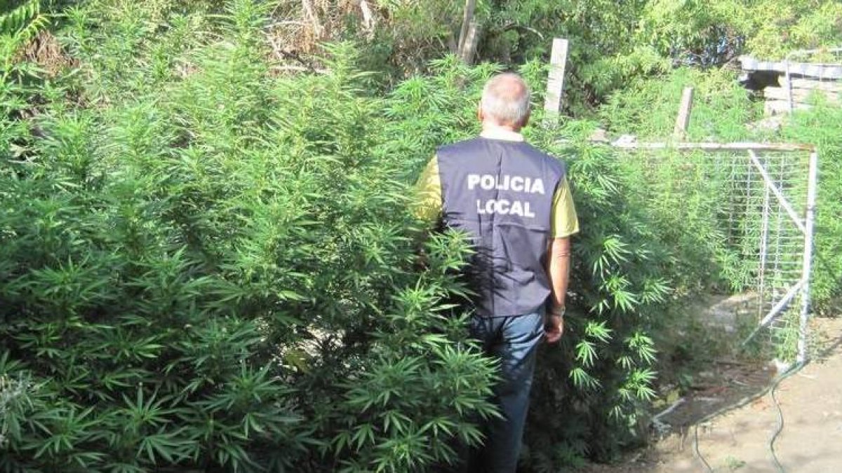 La Policía Local de Ponferrada volvió a incautar plantas de marihuana como las de la imagen.