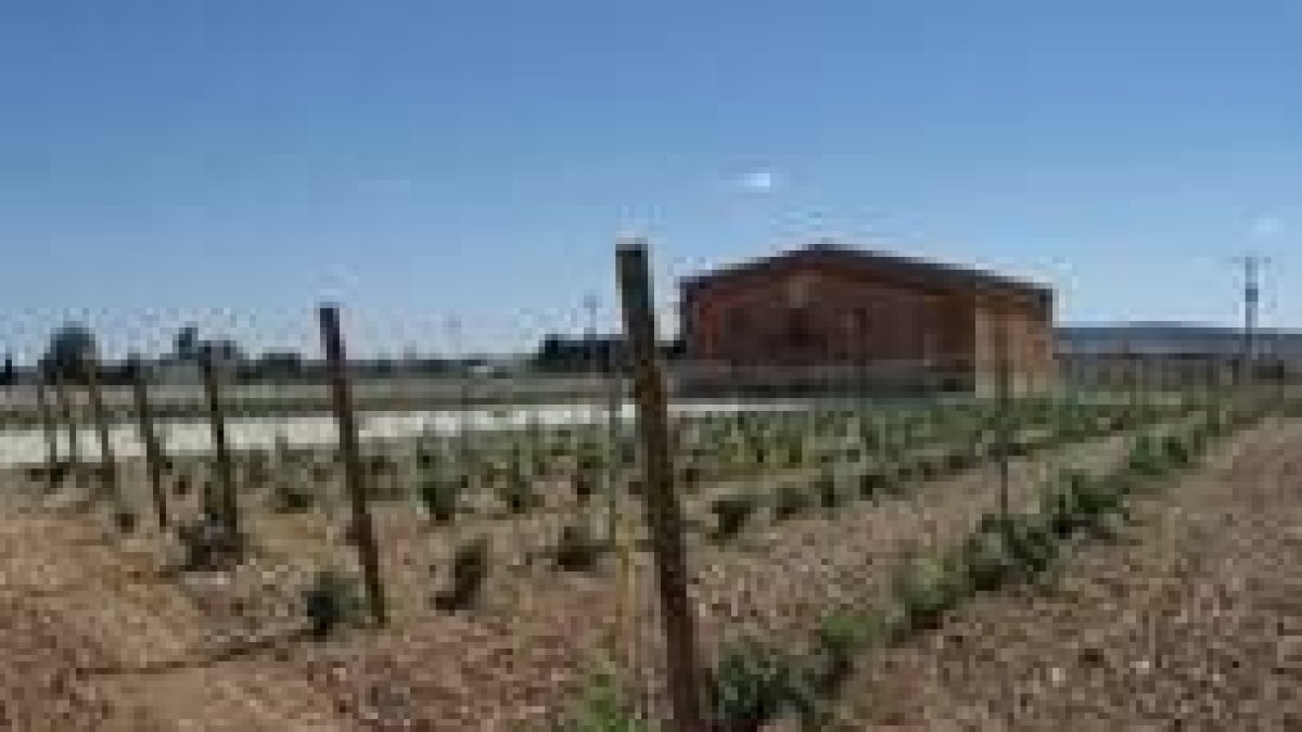 Viñedos de una de las bodegas que ha recuperado la tradición vitivinícola de La Bañeza