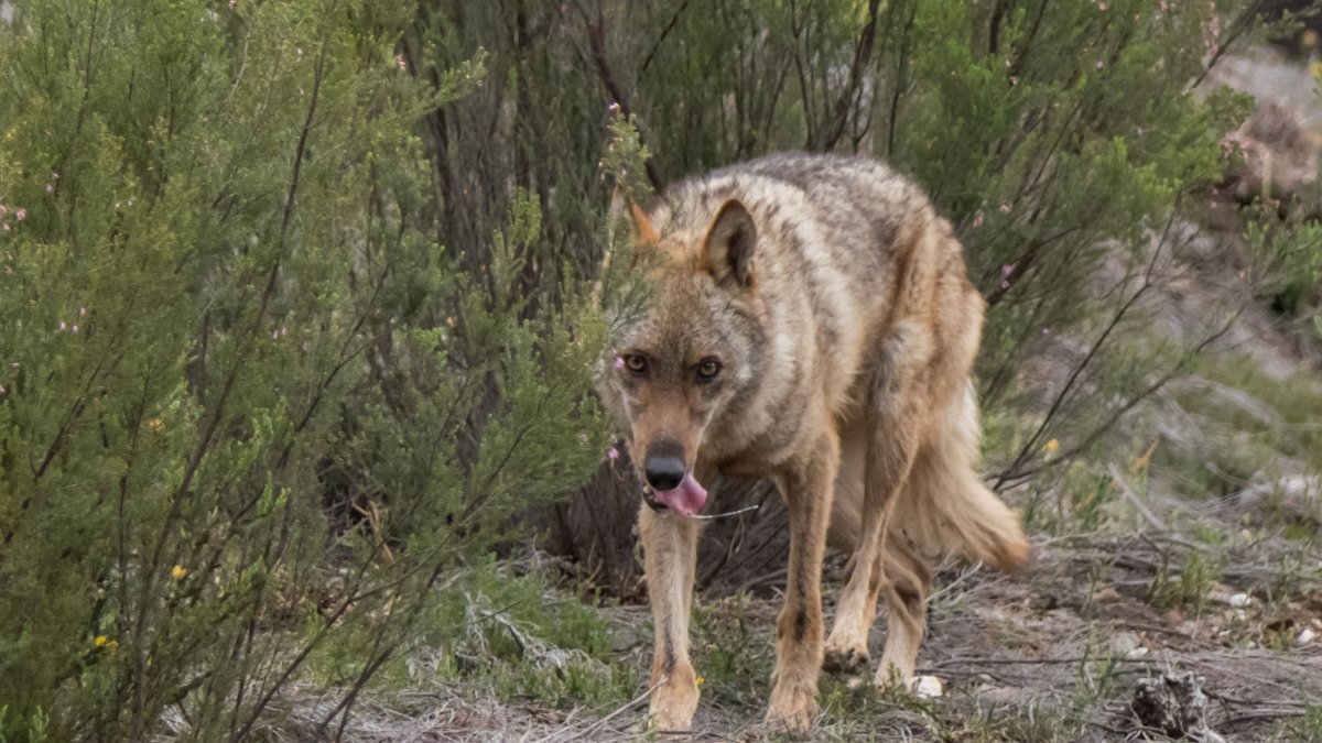Los lobos se mueven entre las fincas próximas a la localidad en busca de animales o carroña. ICAL