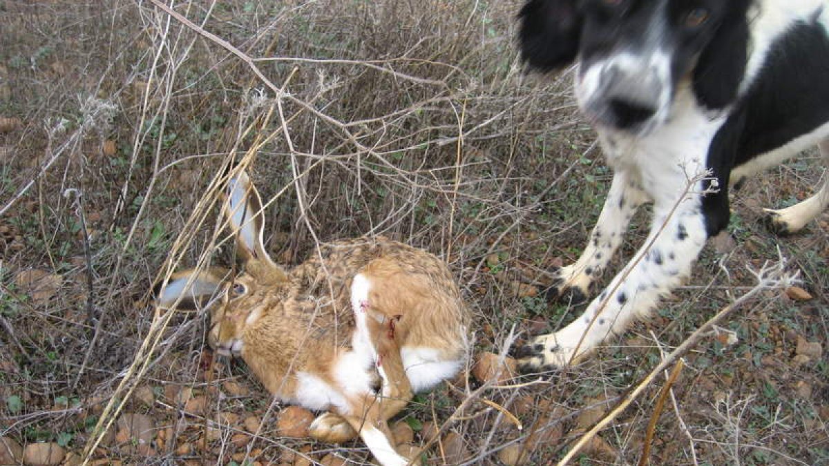 Un perro se cobra una liebre en la zona de Tierra de Campos.