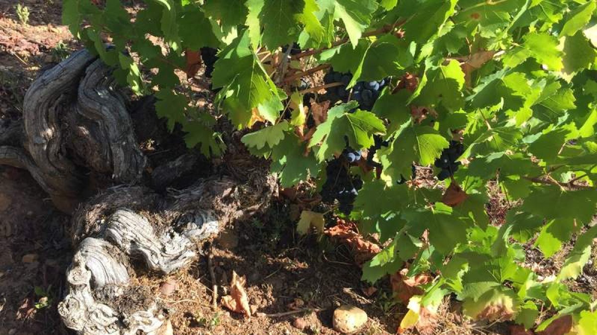 La recuperación del viñedo viejo y la puesta en valor de cepas centenarias es unos de los objetivos prioritarios de Aníbal de Otero. EG/ADO