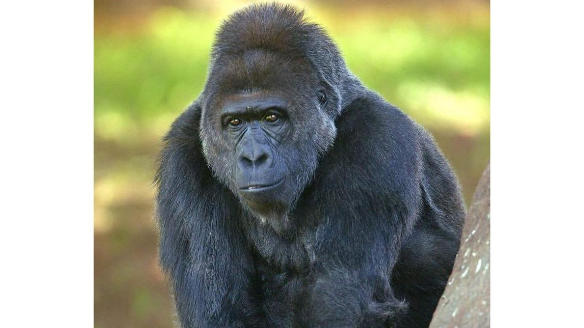Los gorilas indican al resto del grupo y a otros grupos su tamaño dándose golpes en el tórax. ludbrook