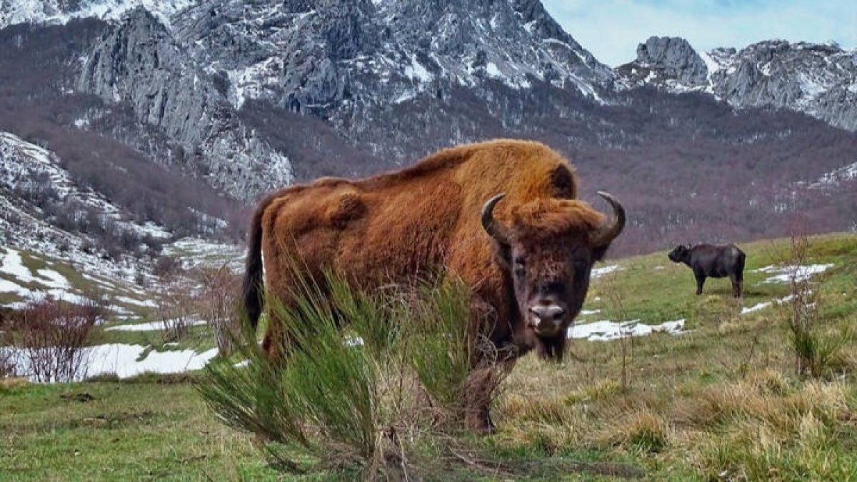 Imagen de un bisote en la reserva de Anciles, en el municipio de Riaño. PELAYO GARCÍA