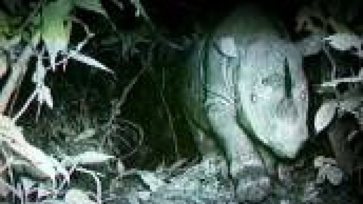 Imagen del Fondo Mundial para la Naturaleza (WWF) de un rinoceronte de Sumatra en la jungla malaya