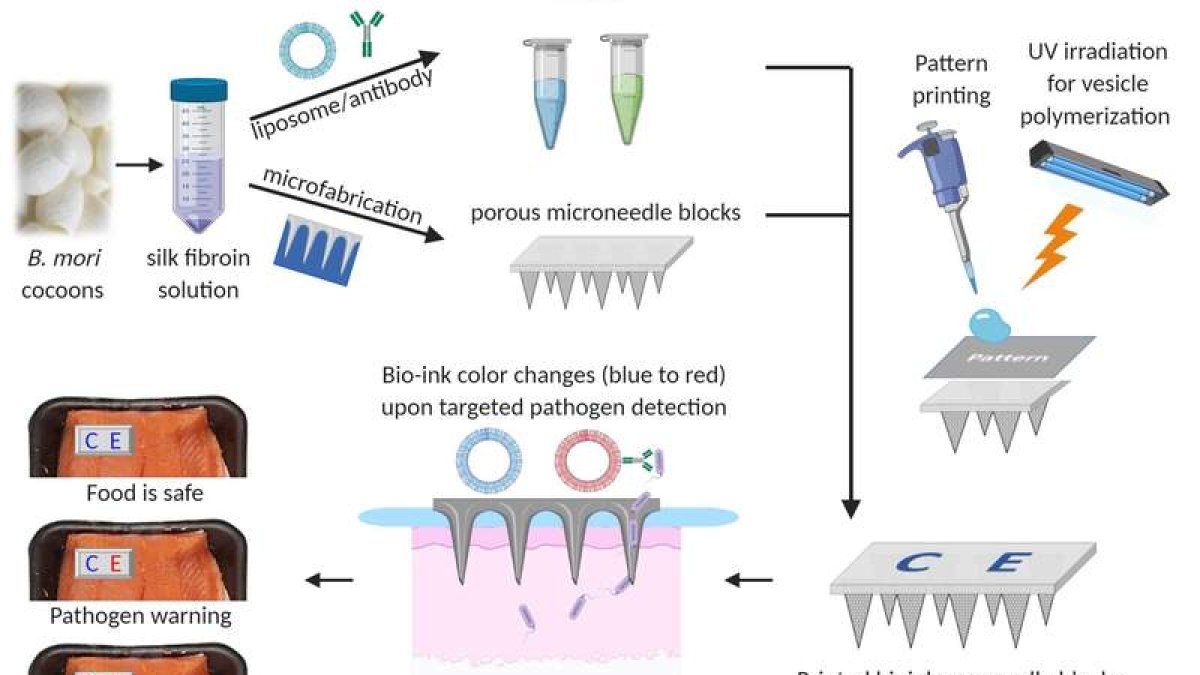 El sensor de alimentos con forma de velcro y hecho de una serie de microagujas de seda, puede perforar los envases de plástico. mit