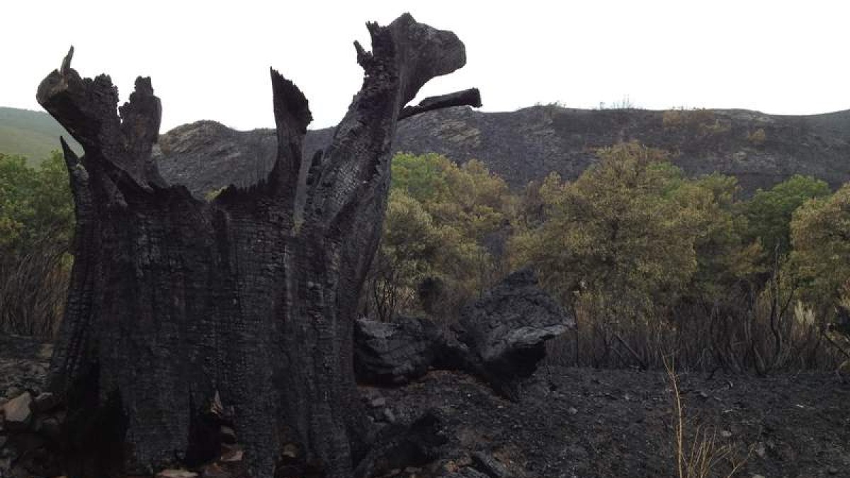 Montes de Pereda de Ancares, afectados por el fuego que quemó 650 hectáreas el fin de semana.