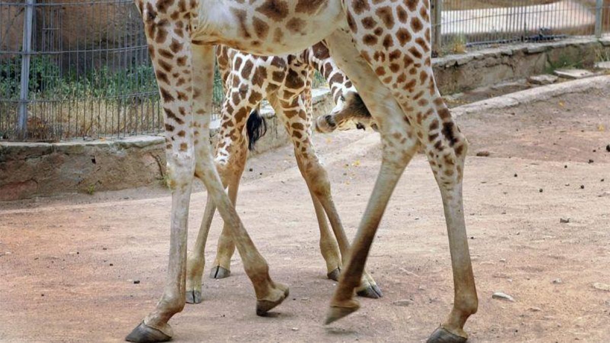 Una cría de jirafa juguetea con su madre en el zoo de Barcelona, en una imagen de archivo.