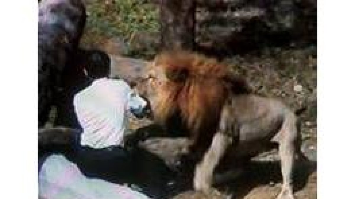La cámara del zoo capta el momento en el que el león ataca al hombre