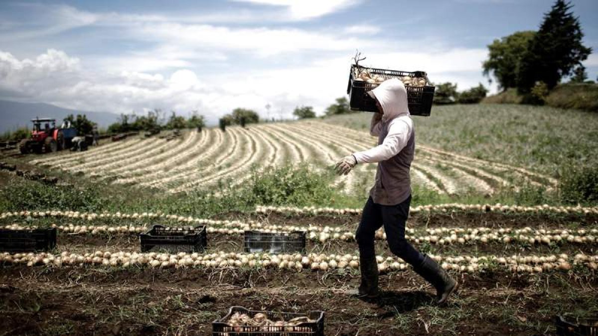 Una persona nacida fuera de España trabaja en un campo de cultivo. JEFFREY ARGUEDAS