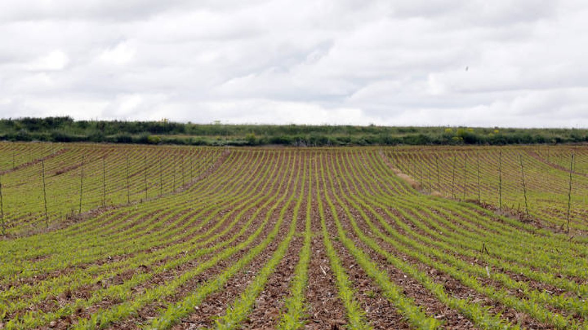 Un campo de cultivo en León. MARCIANO PÉREZ