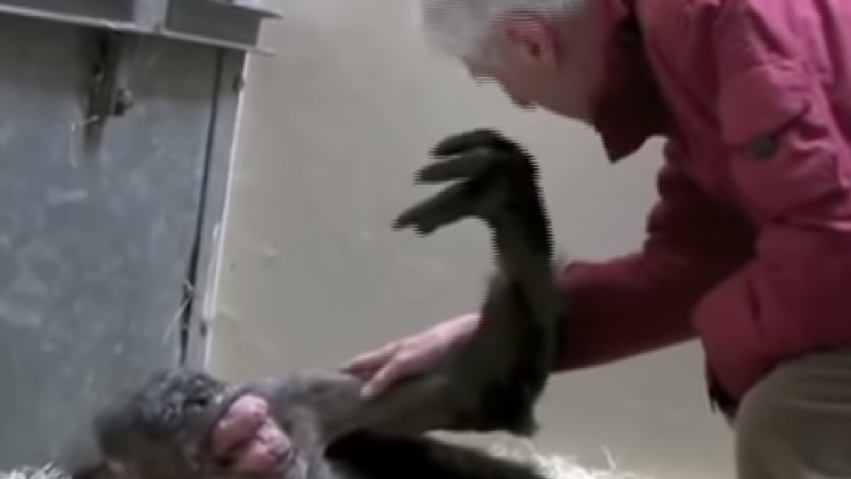 Imagen del vídeo del chimpancé.