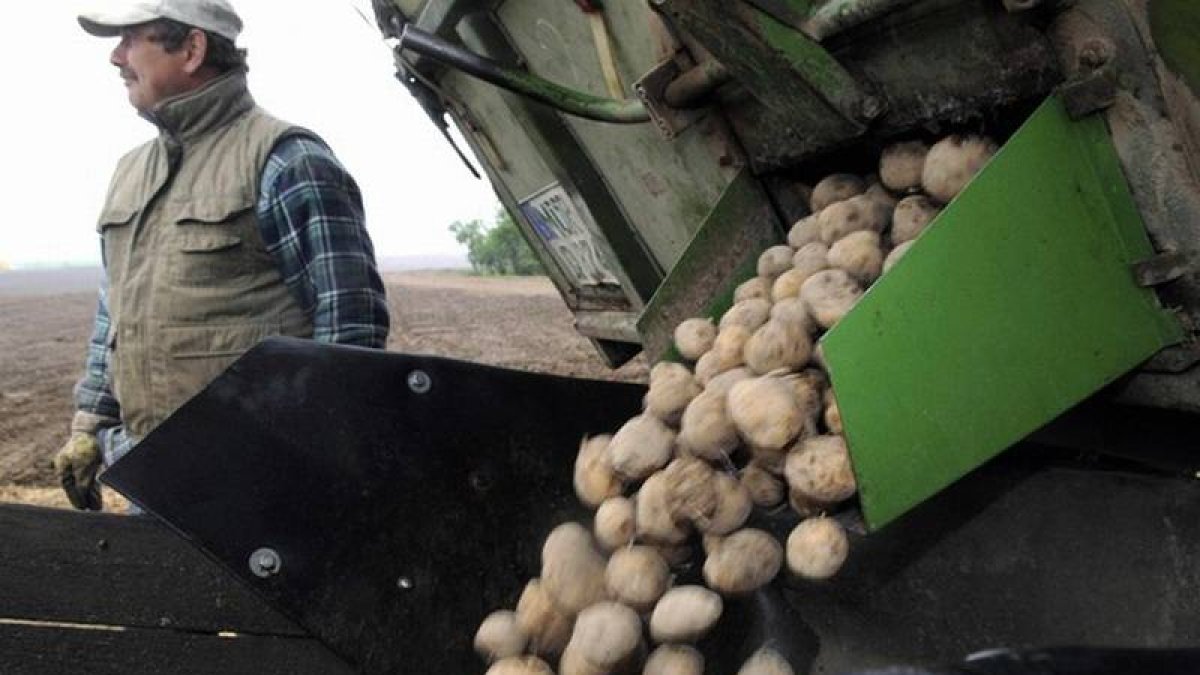 Un agricultor recolecta patatas genéticamente modificada Amflora de BASF.