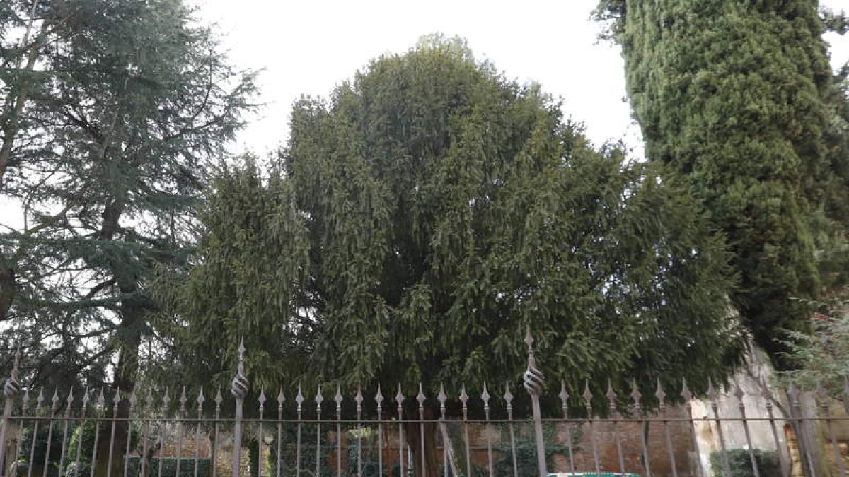 El tejo engalana el parque del Cid . MARCIANO PÉREZ