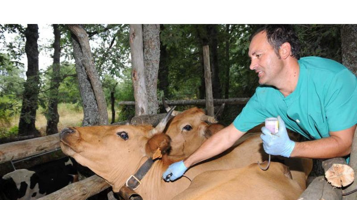 Un veterinario de Avescal, durante una campaña de saneamiento ganadero en Robles de la Valcueva.